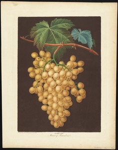Grapes - Muscat of Alexandria