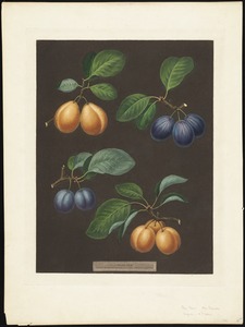 Plums/Apricots - Pear Plum