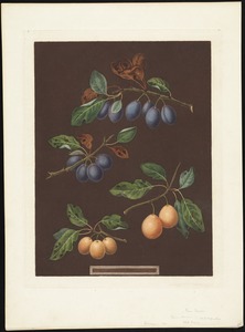 Plums/Apricots - Damson