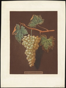 Grapes - White Frontiniac