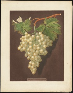 Grapes - White Hamburg