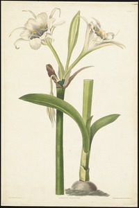 Pancratium Calathinum