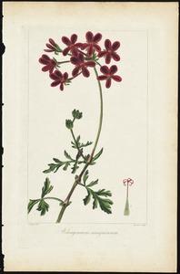 Pelargonium sanguineum