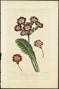 Primula elatior