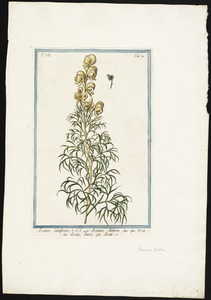 Aconitum salutiferum