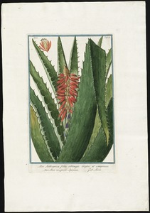 Aloe aethiopica