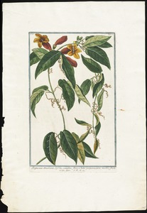 Bignonia Americana bifolia