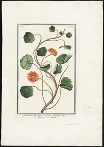 Cardamindum flore