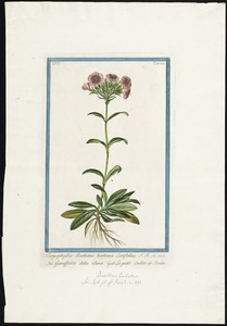 Caryophyllus Barbatus (Dianthus)