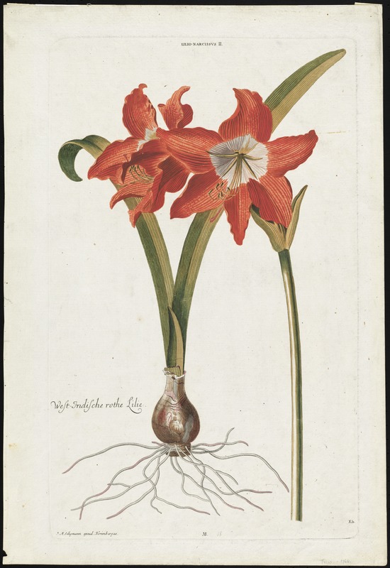 Lilio narcissus, West Indische rothe Lilie