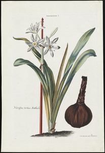 Pancratium & Narcissus tertius bulb