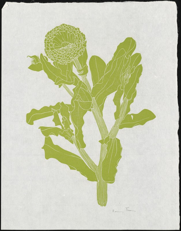 Untitled botanical print - Digital Commonwealth
