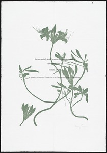You are cordially invited to attend the continuing exhibition of botanical prints by Henry Evans