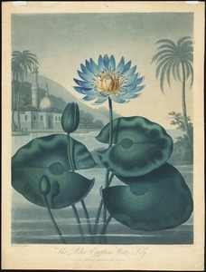 The Blue Egyptian Water Lily