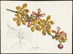 Orchis, Vanda Batemanii