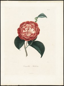 Camellia bilotti