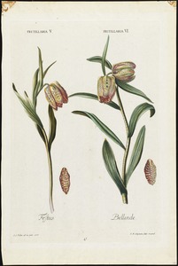 Fritillaria festus and Bellinde