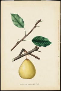 Dearbon Seedlings Pear