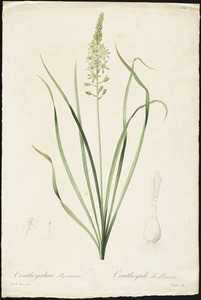 Ornithogalum pyrenaicum