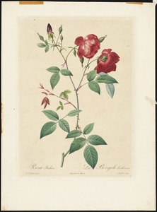 Rosa indica La Bengale bichonne