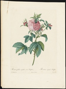 Rosa Gallica Agatha (var.prolifera)