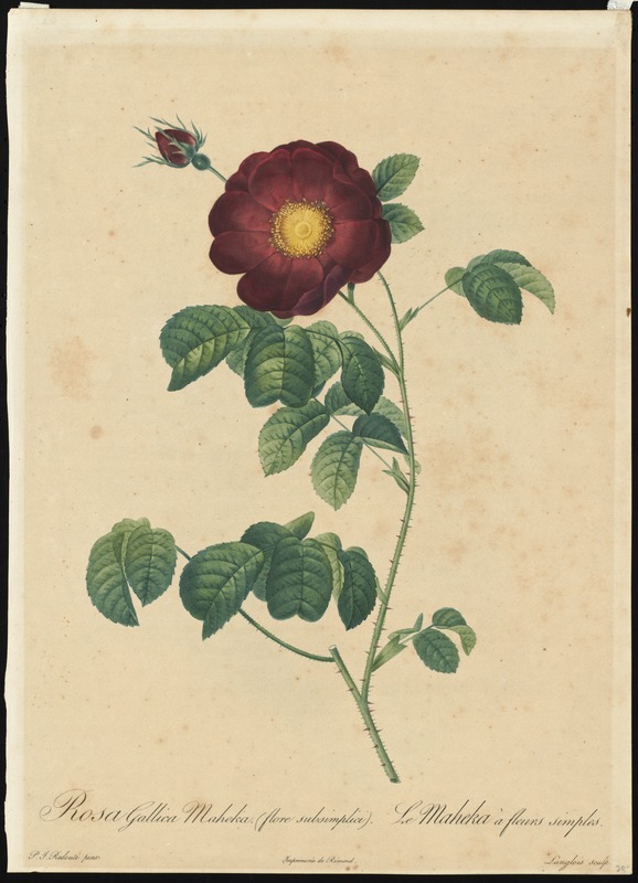 Rosa Gallica maheka flore subsimplici