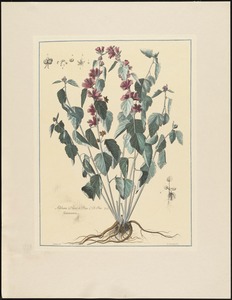 Althaea diosc, et Plin. C. B. Pin 315. Guimauve