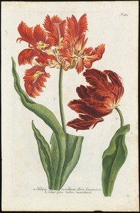 Tulipa monstrosa. Tulipa flore (Ehret)