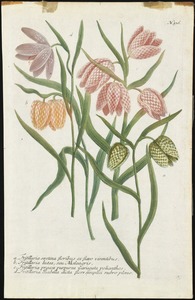 Fritillaria serotina. Fritillaria lutea. Fritillaria praecos. Fritillaria Isabella