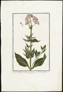 Valerianaoides latifolia