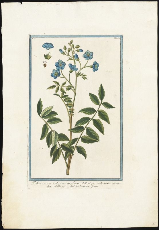 Polemonium vulgare