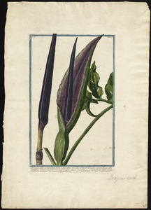 Dracunculus polyphyllum