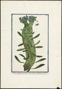 Echium monstrosum (Phlomis)