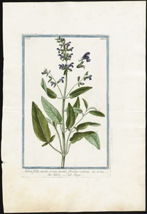Salvia foliis auritis