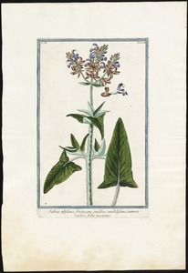 Salvia altissima