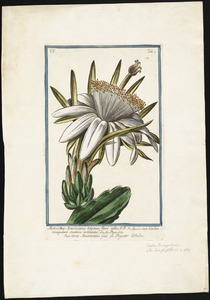 Melocactus Americanus trigonus