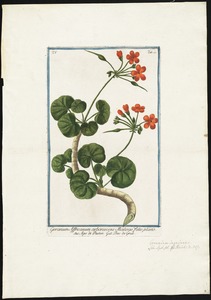 Geranium Affricanum
