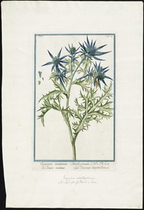 Eryngium montanum