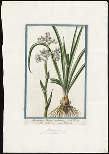 Hyacinthus Indicus
