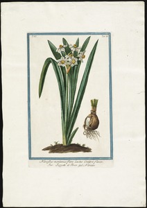 Narcissus montanus