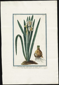 Narcissus flore pleno lacteo--