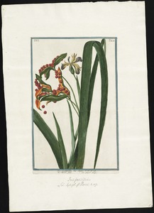 Iris faetidissima