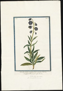 Lilio Hyacinthus
