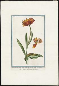 Tulipa versicolor