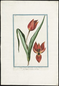Tulipa coccinea