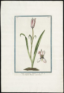 Tulipa variegata