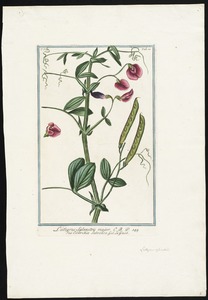 Lathyrus sylvestris major