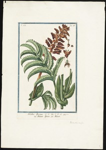Melianthus Africanus