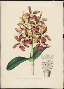 Cattleya guttata var. Leopoldii, Hort.