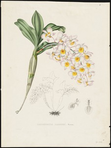 Dendrobium Farmerii